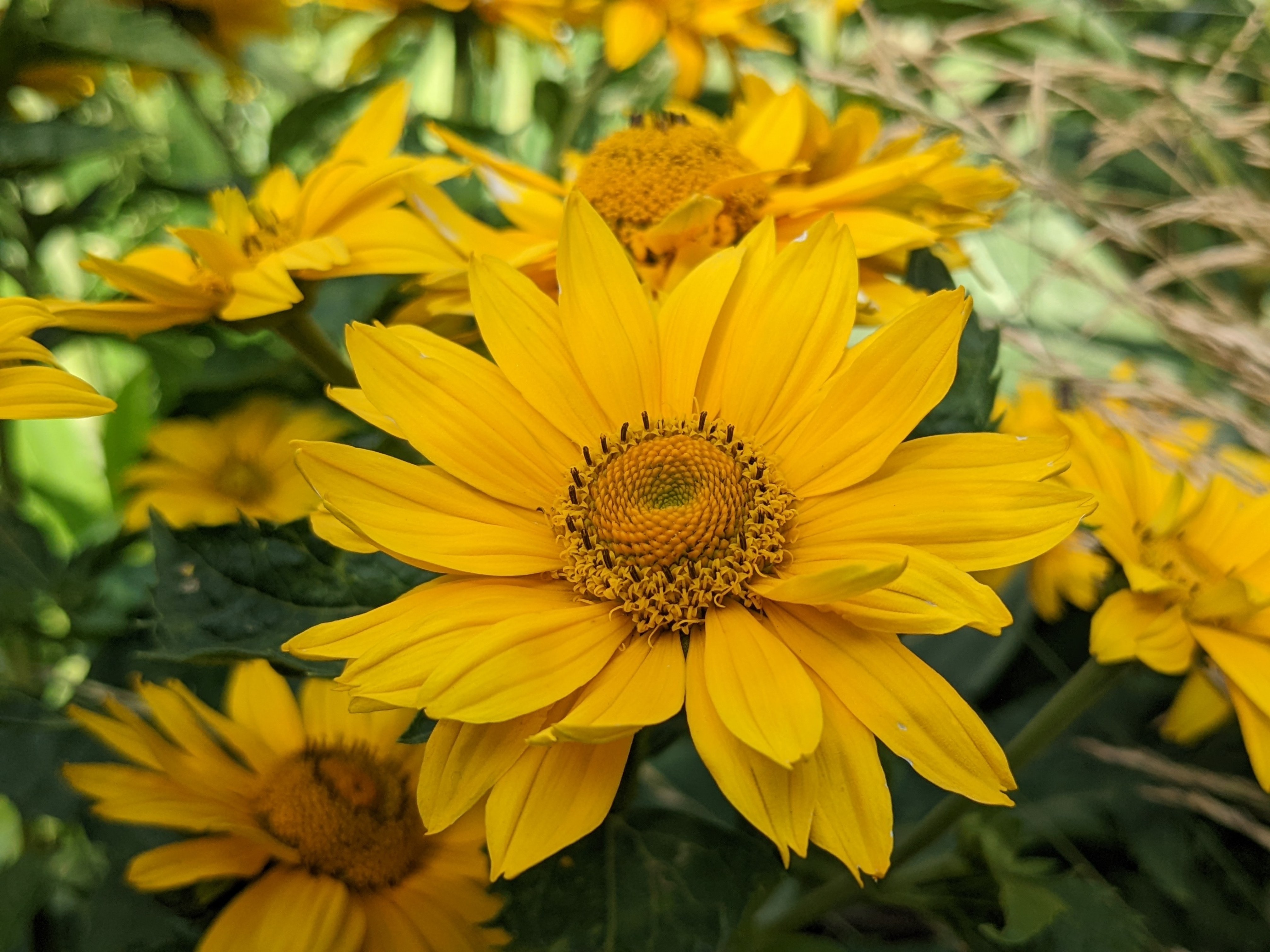 Carola Bischof – Smile Every Damn Day – Sunflowers Background